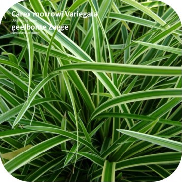 Carex morrowii 'Variegata' - Zegge